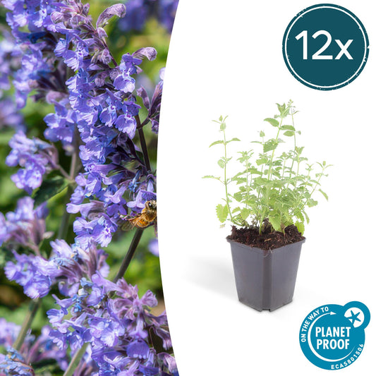 Katzenminze Nepeta 'Six Hills Giant' – ↕10-25cm – Ø9cm – 12 Pflanzen – Lila-blühende Staude – Sonniger Standort – Pflegeleicht & trockenheitsresistent