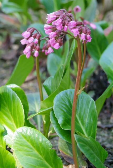 Bergenia cordifolia 'Herbstblüte' – 24 Pflanzen – ↕10-25cm – Ø9cm – Immergrüner Bodendecker – Rosa Herbstblüten – Pflegeleicht & Schattentolerant