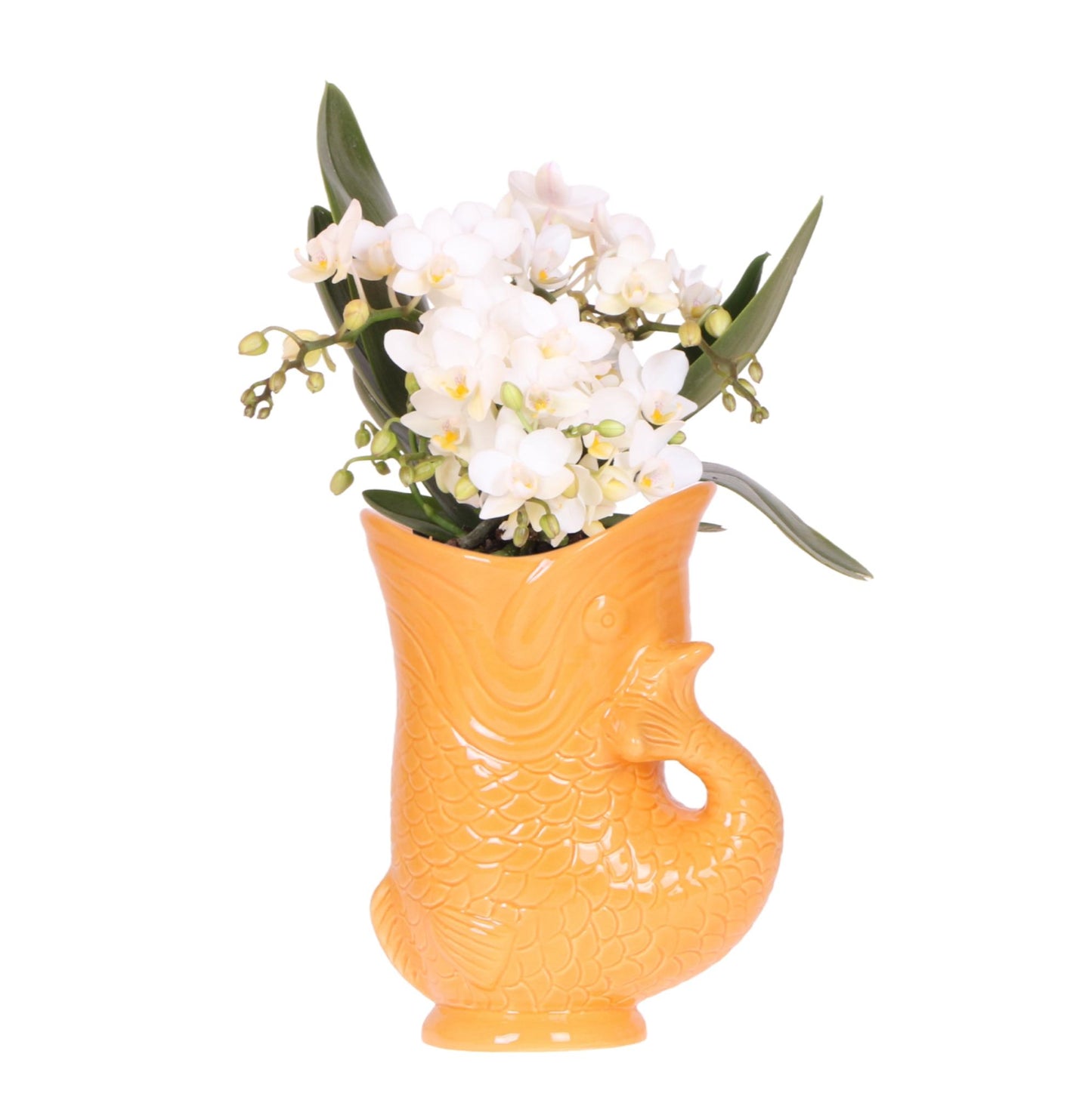 Weiße Orchidee 'Nazaré' + Fischtopf Orange - Topfgröße Ø9cm - Zimmerpflanze