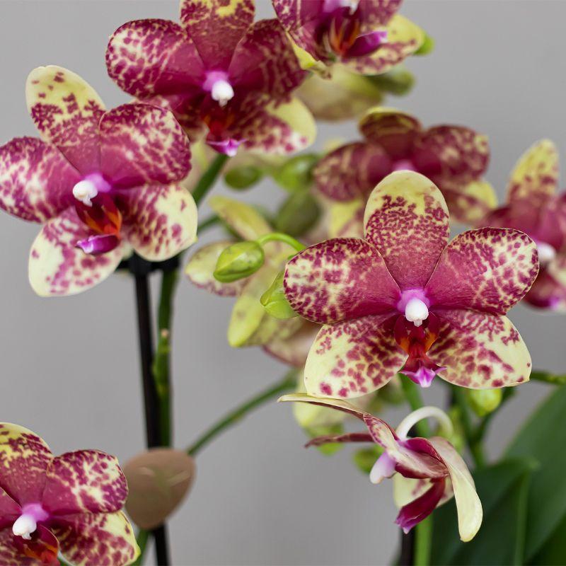 Kolibri Orchids | Orange-Gelbe Phalaenopsis-Orchidee Topfgröße Ø9cm | Grosseto | Blühende Zimmerpflanze – Frisch vom Züchter