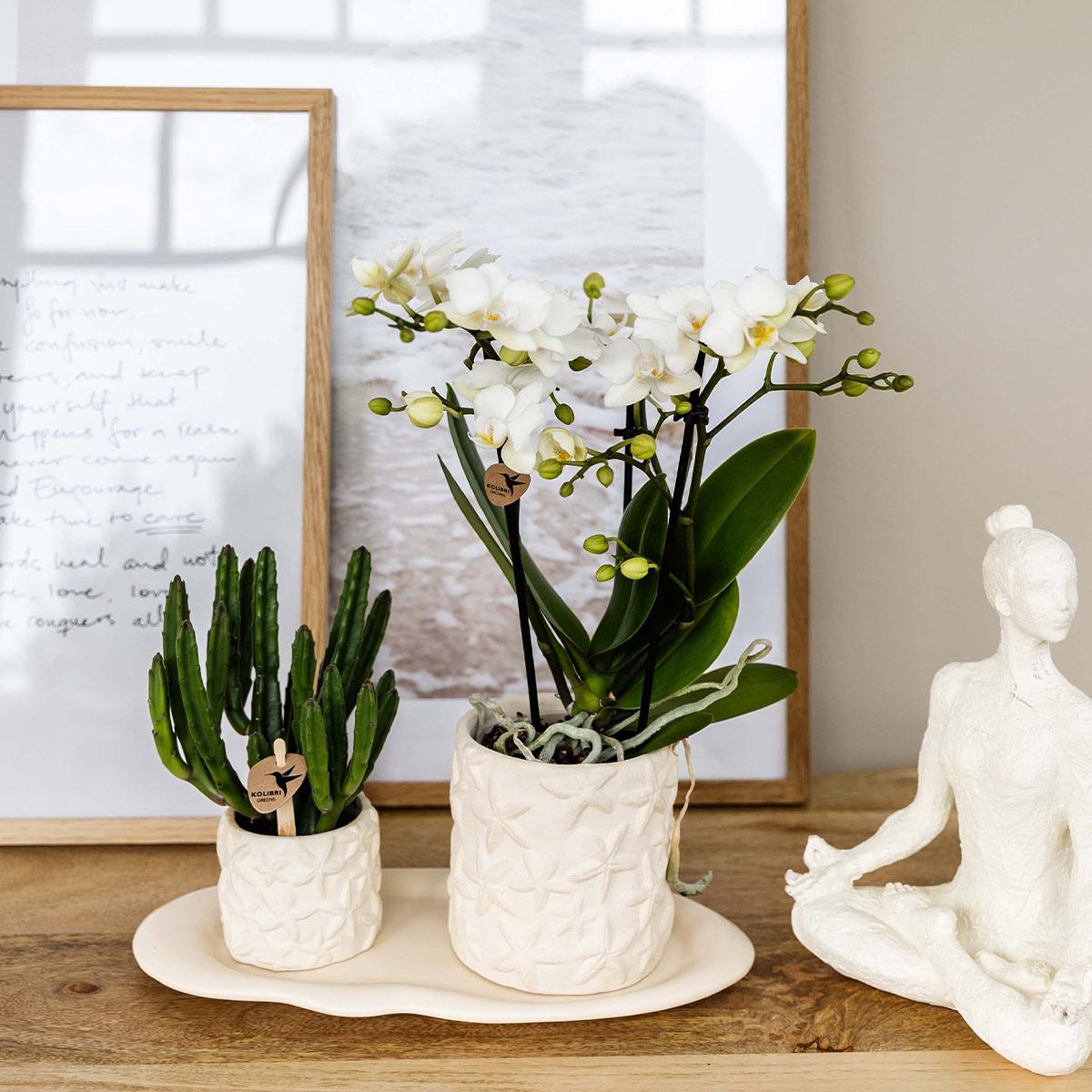 Pflanzenset – Weiße Phalaenopsis Orchidee Lausanne & Sukkulente – Keramik-Ziertöpfe auf weißem Tablett – Zimmerpflanze – Ø9 cm
