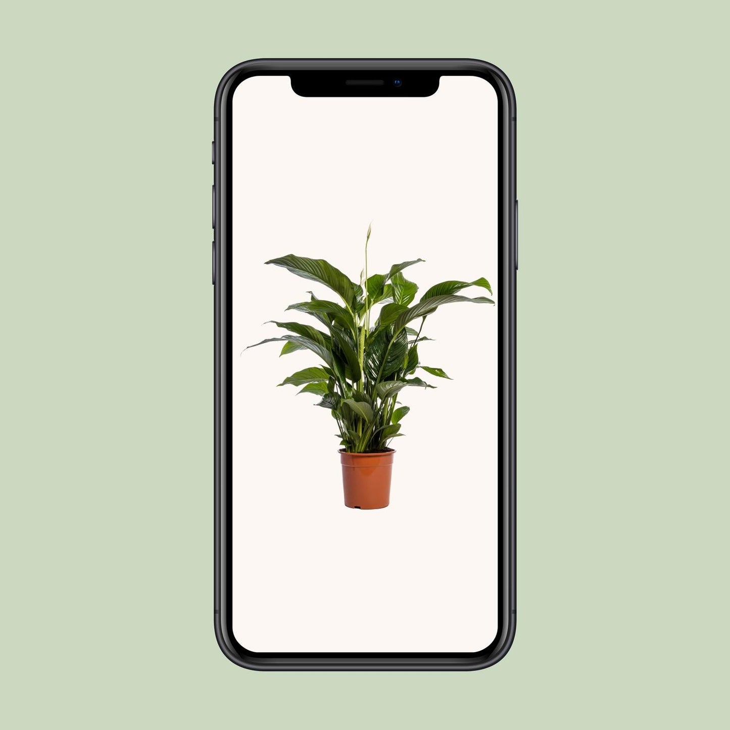 Einblatt - Spathiphyllum Bellini - Zimmerpflanze - Ø24cm - ↕100cm