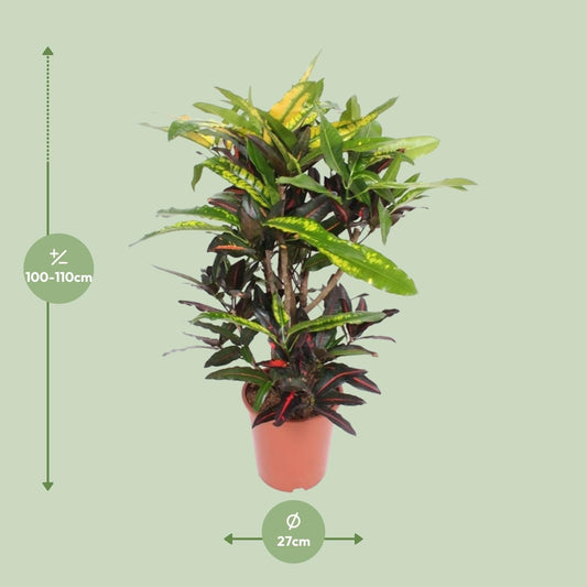 Wunderstrauch – Codiaeum Mango Croton – Zimmerpflanze – Ø27cm – ↕110cm – Farbstarkes Laub in Gelb, Rot & Grün – Pflegeleicht & dekorativ für Innenbereiche