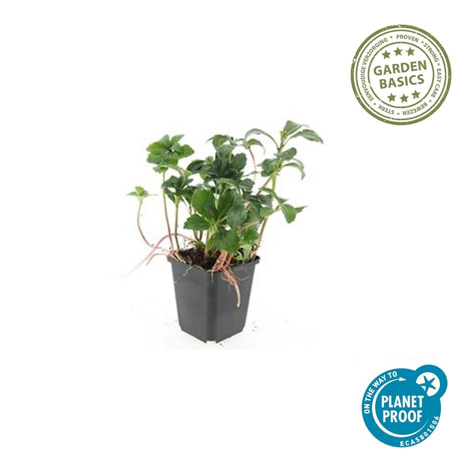 Schattengrün Pachysandra terminalis 'Green Sheen' – ↕10-25cm – Ø9cm – 60 Pflanzen – Immergrün – Winterhart – Bodendecker – Pflegeleicht – Schattiger Standort