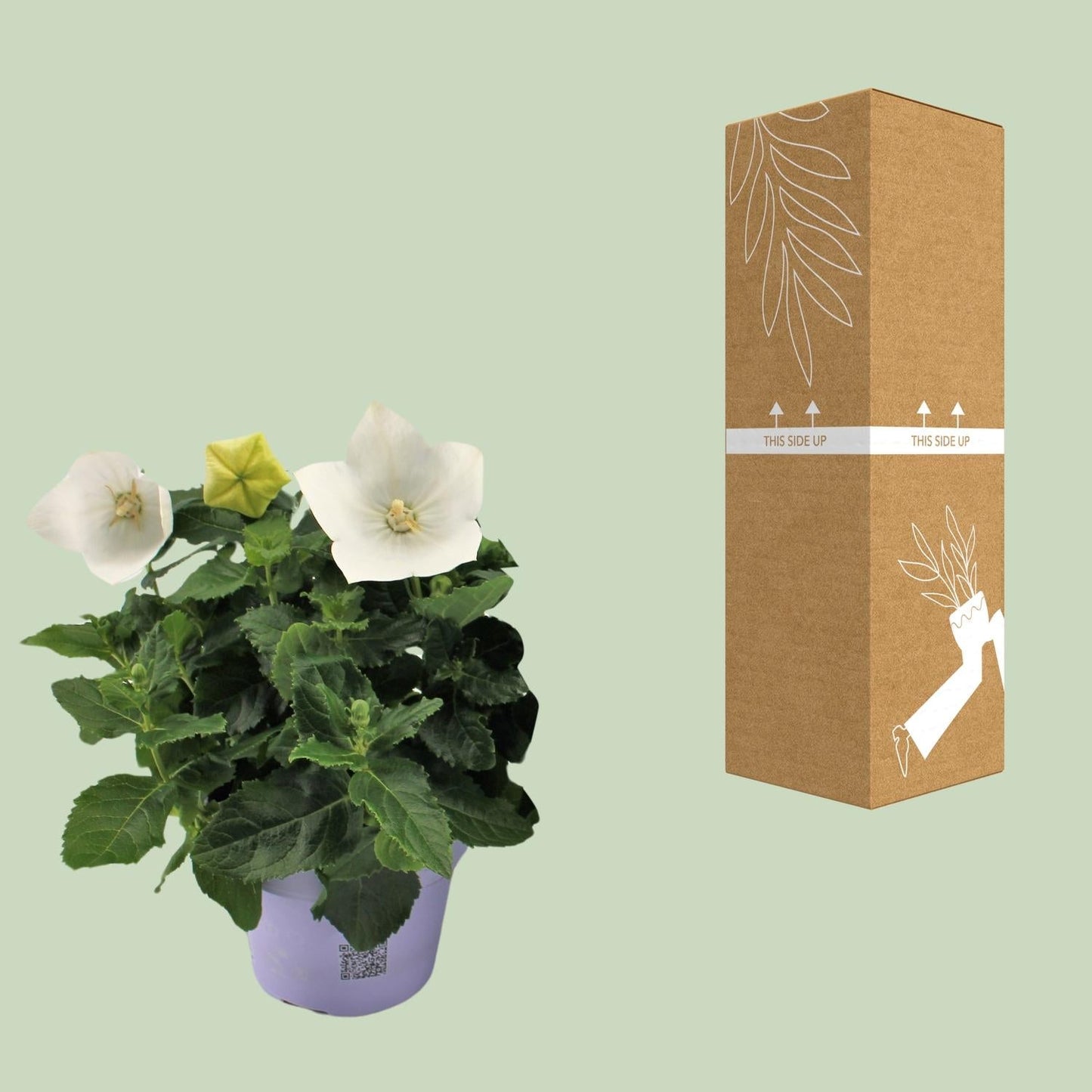 Ballonblume – Platycodon White – Zimmerpflanze – Ø12cm – ↕22cm – Weiße Blüte mit ballonförmiger Knospe – Pflegeleicht & dekorativ – Für Innen- & Außenbereiche