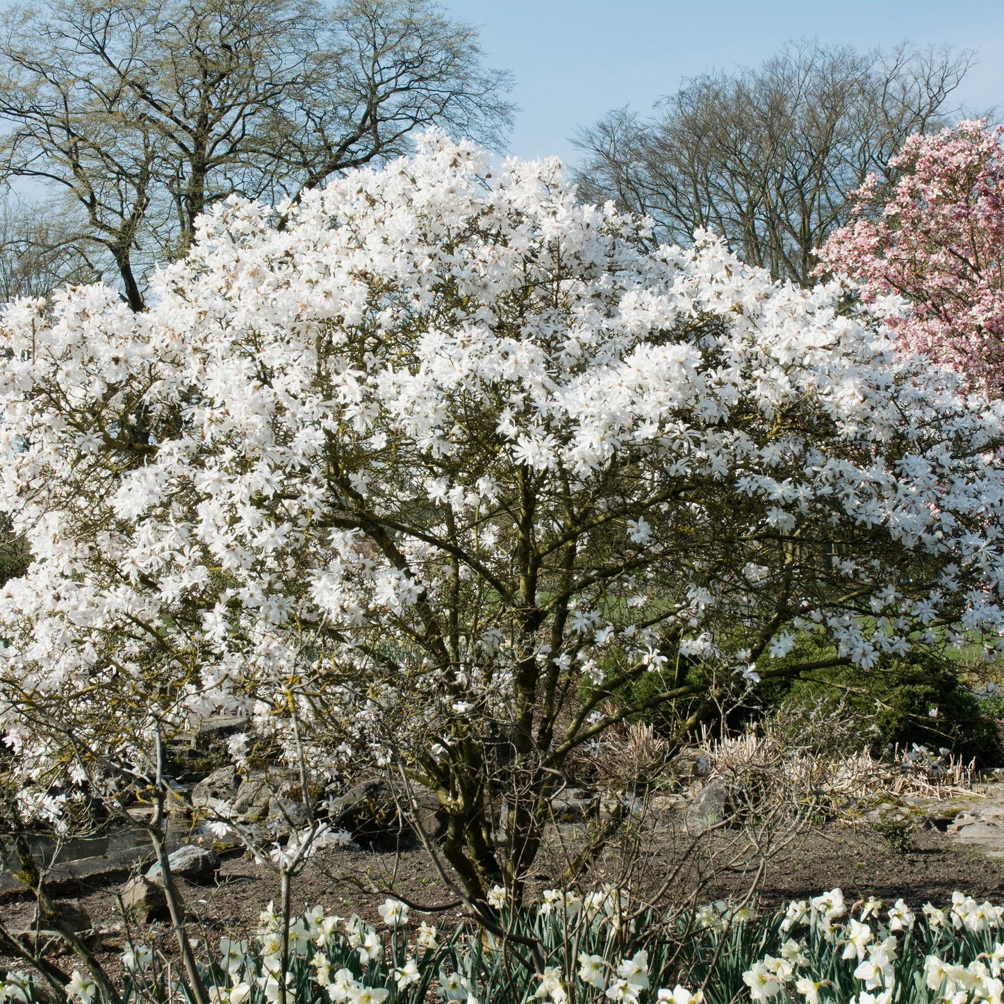 Stern-Magnolie Magnolia Stellata – Strauch – Blüte Weiß – Laubabwerfend – Frühjahrsblüher – Pflegeleicht – 17cm Höhe 45cm – Für Garten & Terrass