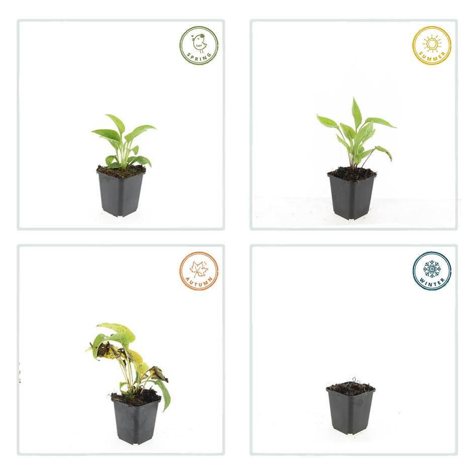 Scheinsonnenhut – Echinacea purpurea 'White Swan' – ↑10-25cm – Ø9cm – 60 Pflanzen – Weiße Blüten, pflegeleicht, bienenfreundlich, Sommerblüher