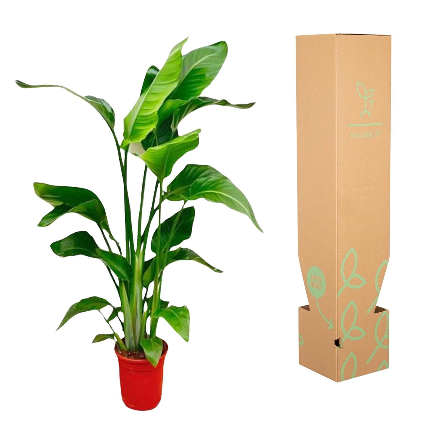 Strelitzia Nicolai – Paradiesvogelblume – Zimmerpflanze 70–90 cm – Ø17 cm – Tropische Grünpflanze für Wohnzimmer & Büro – Exotisch & pflegeleicht
