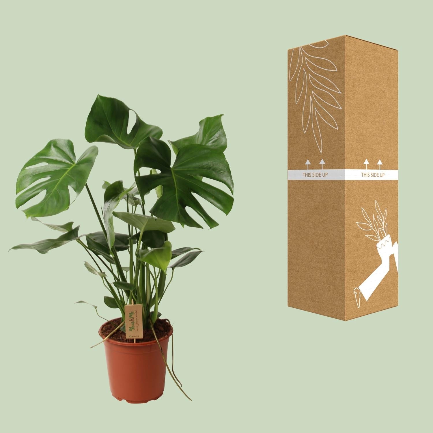 Monstera Deliciosa – Schweizer Käsepflanze – Zimmerpflanze ca. 60cm hoch – Ø21cm – Tropische Blattschmuckpflanze mit Luftreinigender Wirkung – Pflegeleicht & dekorativ