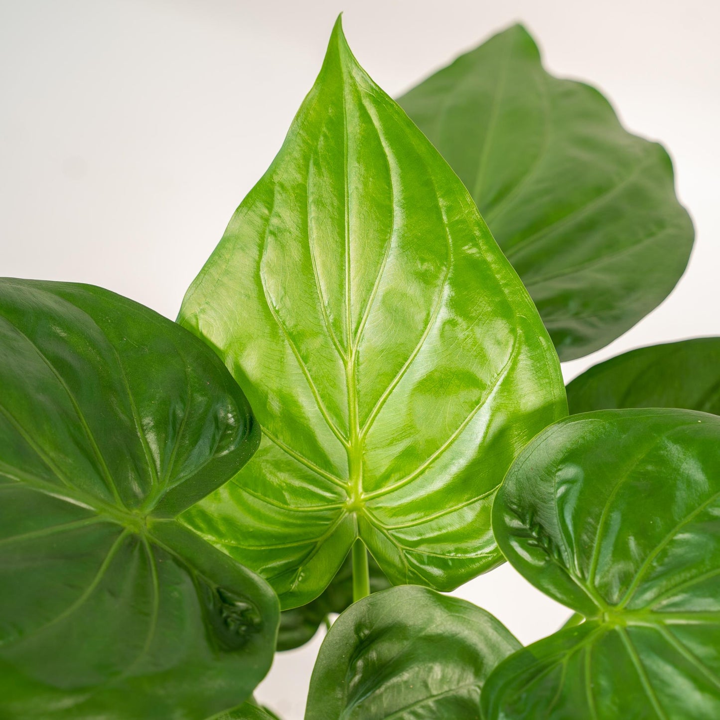 Alocasia Cucullata – Pfeilblatt – Zimmerpflanze – Ø19 cm – ↕65 cm – Mit Korb Selin – Elefantenohr – Luftreinigend – Tropisches Flair