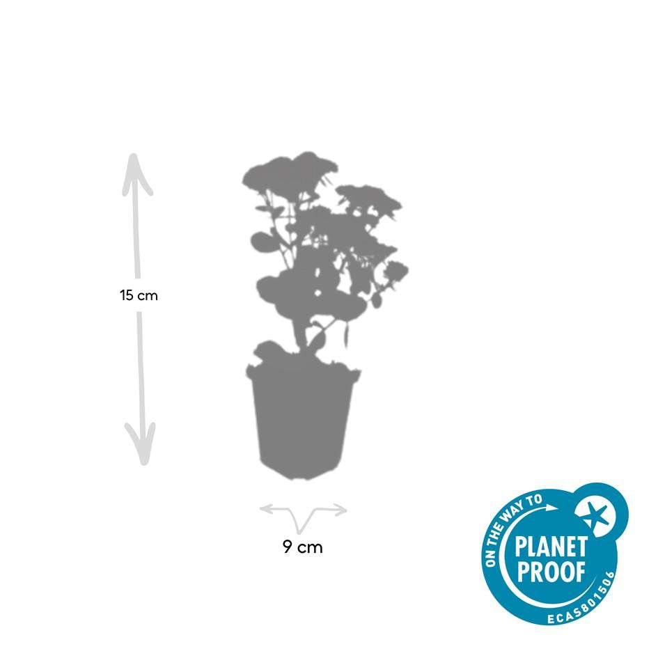 Sedum 'Herbstfreude' – 48 Pflanzen – Winterhart & trockenheitstolerant – Rosa Herbstblüten – Bienenfreundlicher Bodendecker – Beete & Steingärten