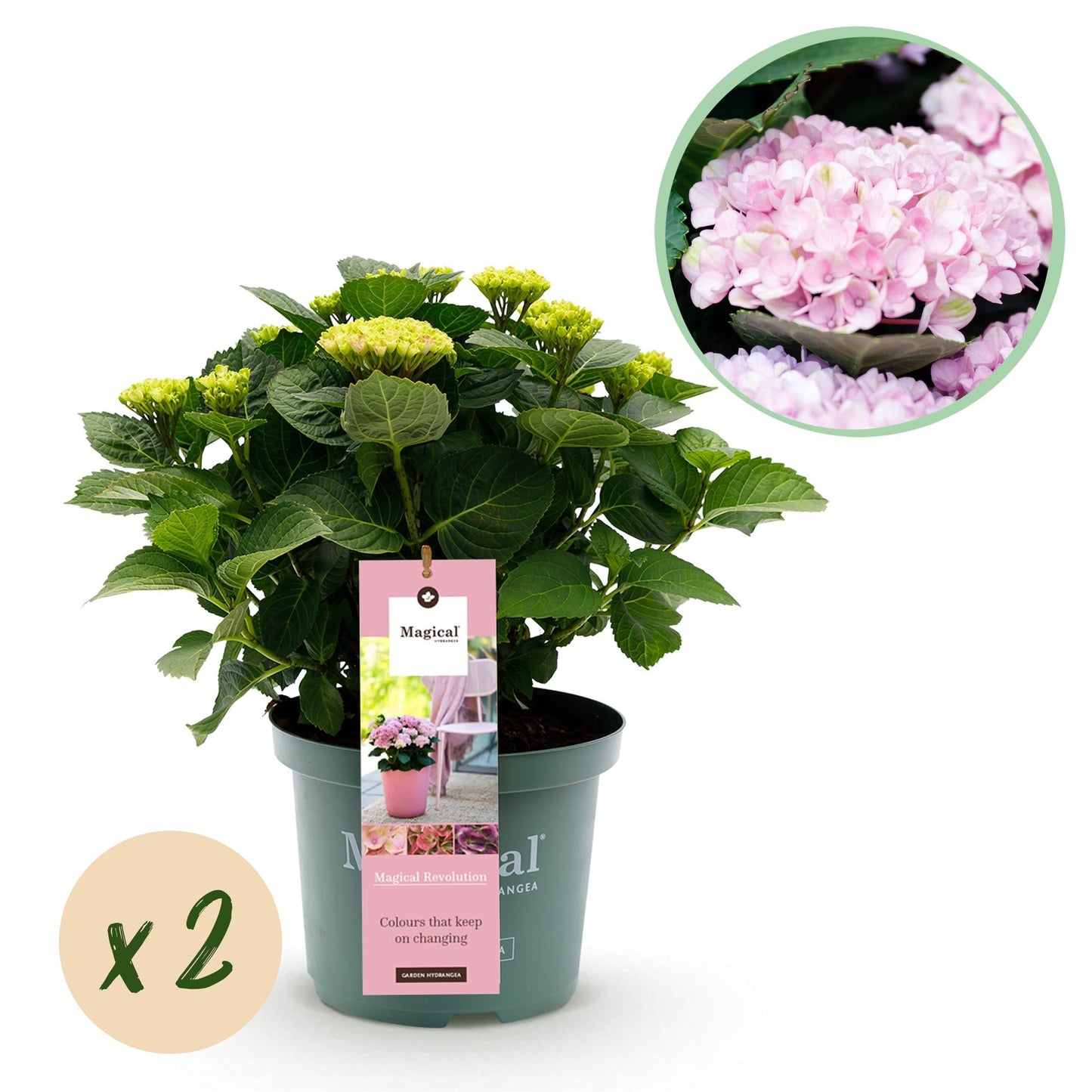 Hydrangea macrophylla Magical Revolution Pink – Gartenhortensie – 2 Pflanzen – Topf 23 cm – Höhe 55 cm – Rosa Blüten – Balkonpflanze – Sommerblüte – Sonne bis Halbschatten
