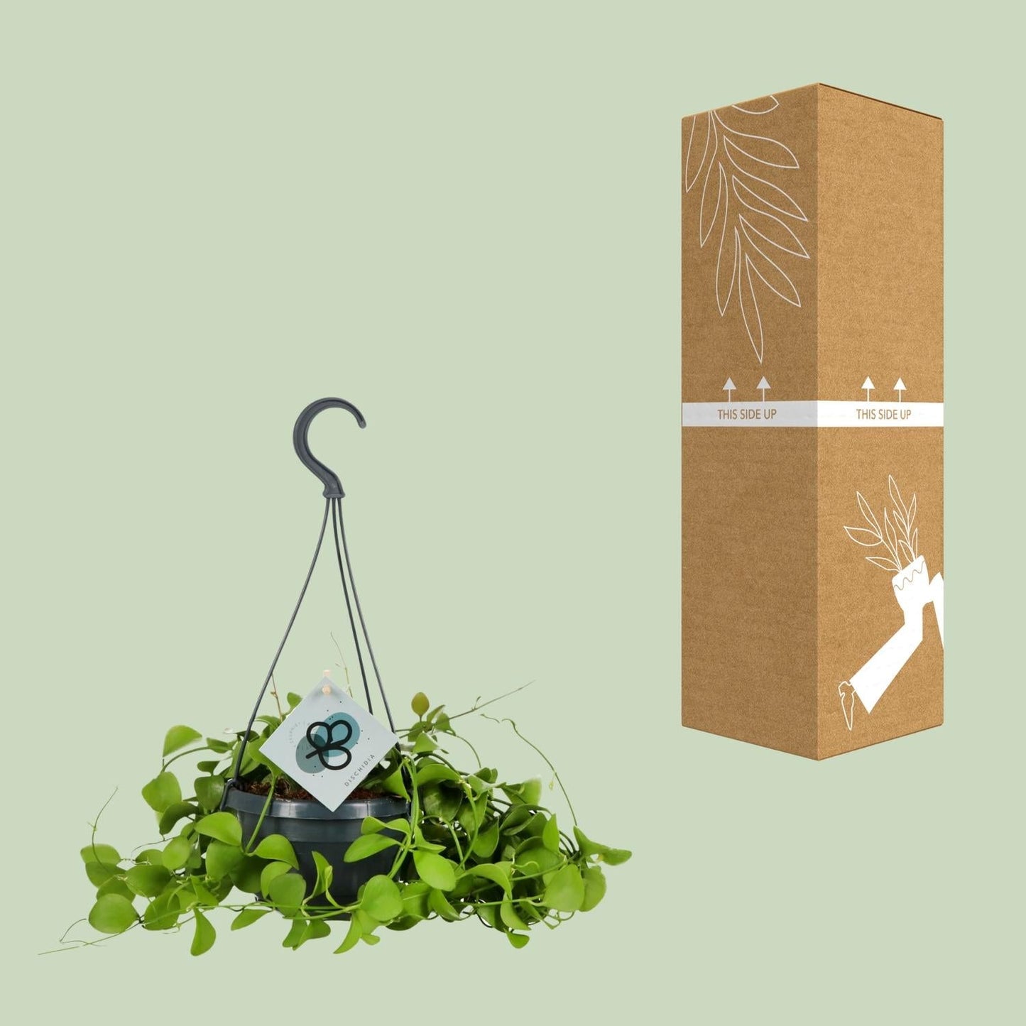 Urnenpflanze – Dischidia Imbricata – Zimmerpflanze – Ø14 cm – ↕40 cm – Pflegeleicht – Halbschatten – Herzförmige Blätter