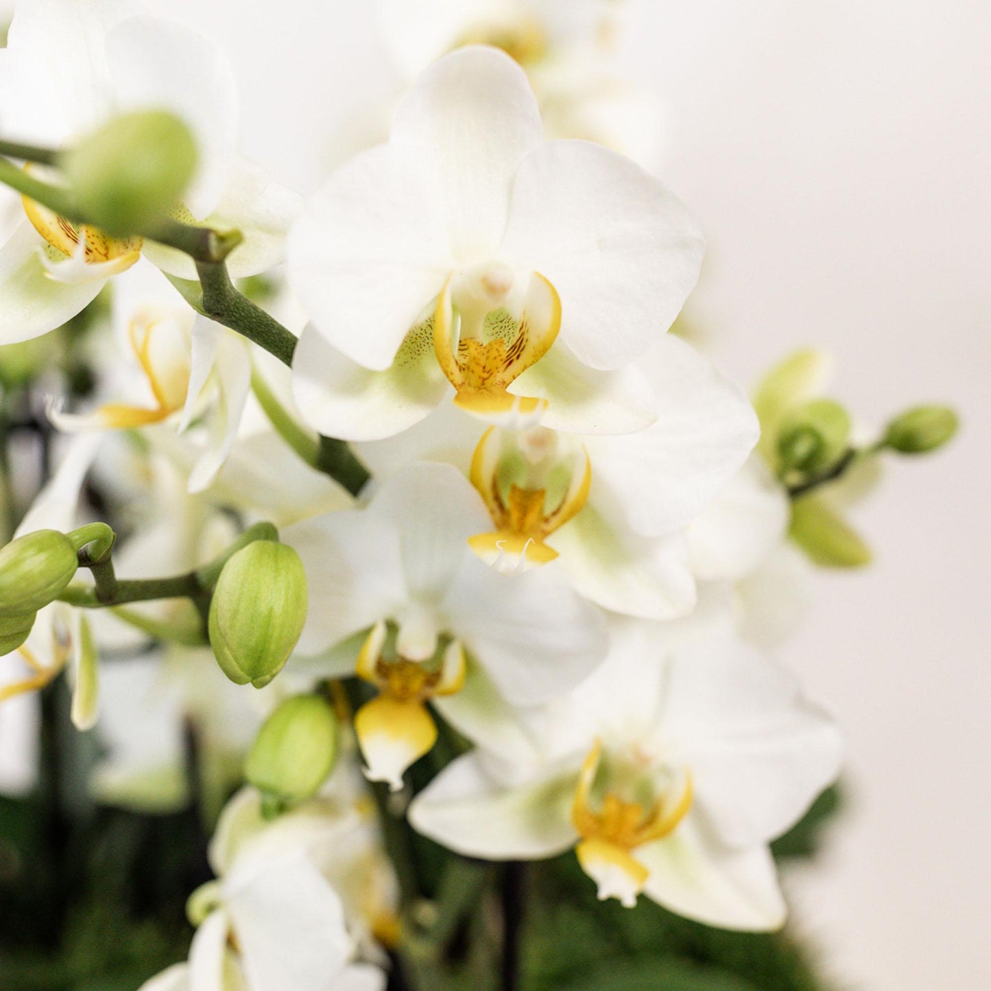 Weiße Lausanne-Orchideen 12 cm – 3er-Set im Como-Topf – Easy Watering System – Mono-Bouquet Weiß