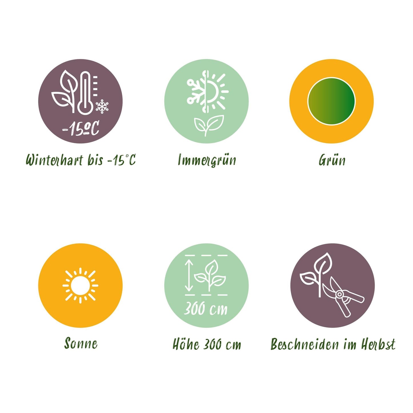 Bananenpflanze Musa Basjoo – Winterhart – 6 Pflanzen – Obstpflanze – 17 cm – Höhe ca. 40 cm