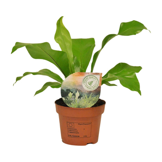 Rippenfarn – Asplenium Nidus – Zimmerpflanze – Ø12 cm – ↨35 cm – Pflegeleicht & Luftreinigend – Ideal für Halbschatten