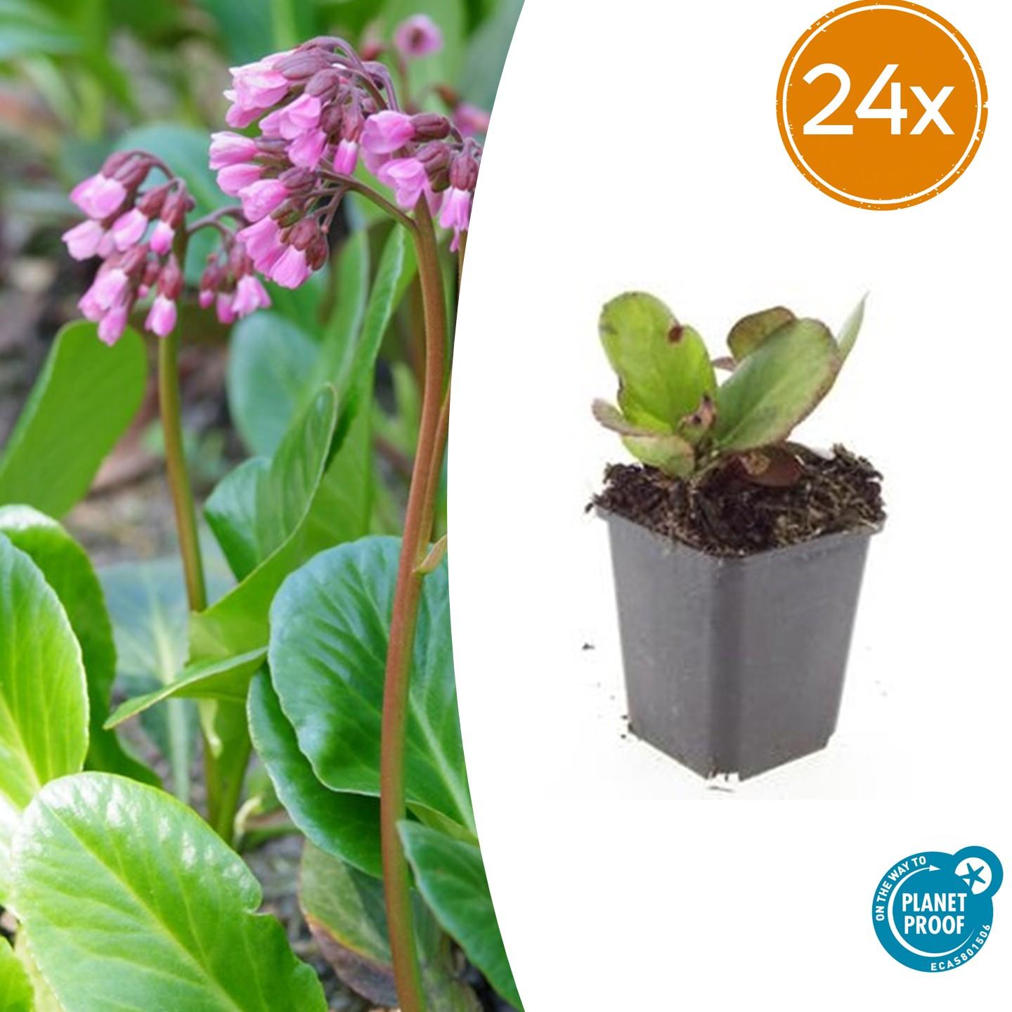 Bergenia cordifolia 'Herbstblüte' – 24 Pflanzen – ↕10-25cm – Ø9cm – Immergrüner Bodendecker – Rosa Herbstblüten – Pflegeleicht & Schattentolerant