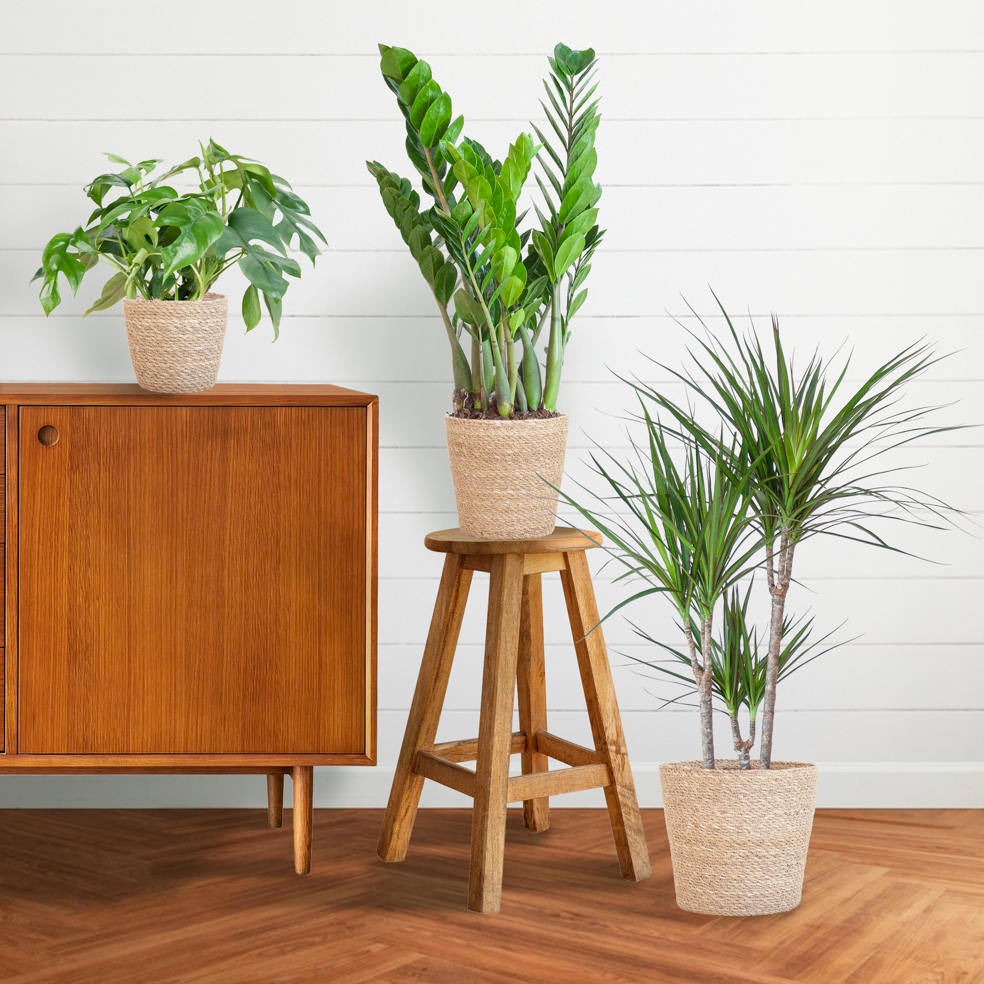 Schattenpflanzkasten – Zimmerpflanzen-Mix – Mit Sofia-Korb – Monstera Minima, Zamioculcas Zamiifolia & Dracaena Marginata – Halbschatten – Pflegeleicht & dekorativ