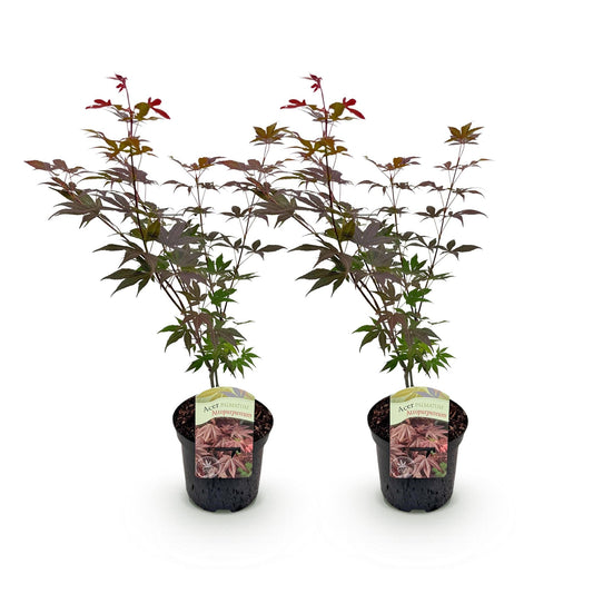 Japanischer Ahorn – Acer palmatum 'Atropurpureum' – 2 Pflanzen – ca. 70 cm hoch – Topf Ø19 cm – tief lila Blätter – Balkon- & Gartenpflanze