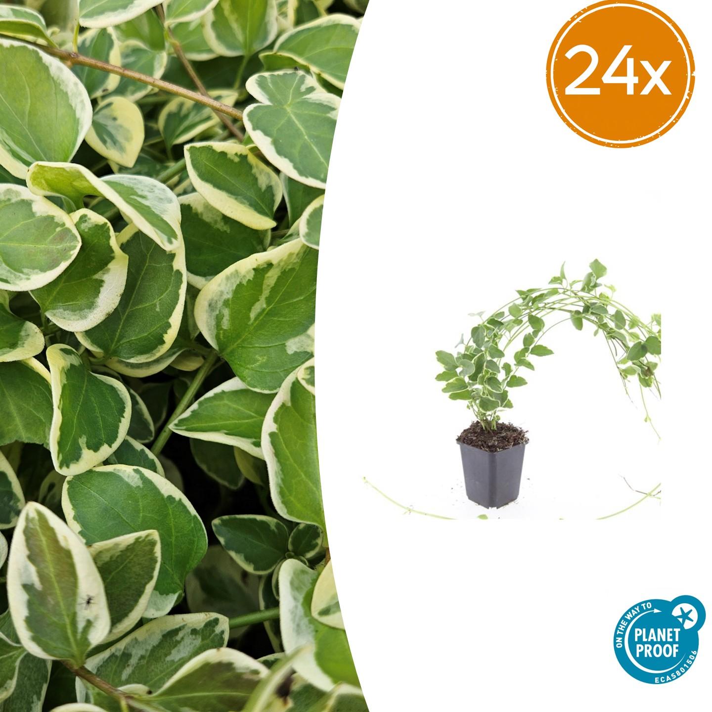 Vinca major 'Variegata' – immergrüner Bodendecker – 24 Pflanzen – weiß-grün panaschiertes Laub – violette Blüten – winterhart & pflegeleicht