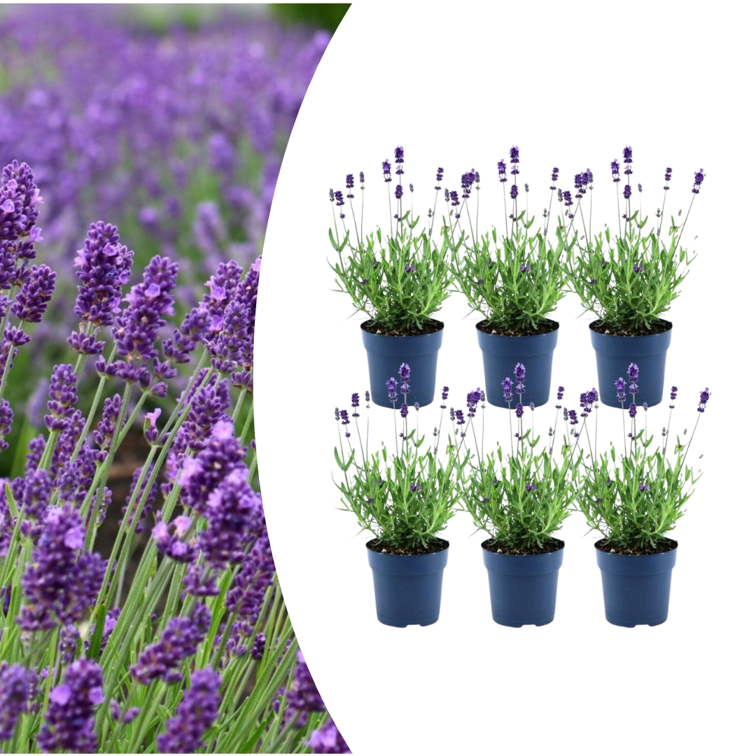 Lavendel angustifolia ‘Felice’ – Echter Lavendel – 6 Pflanzen 12cm – Winterharte Lavendelpflanze für Garten, Beet & Topf – Bienenfreundlich & duftend