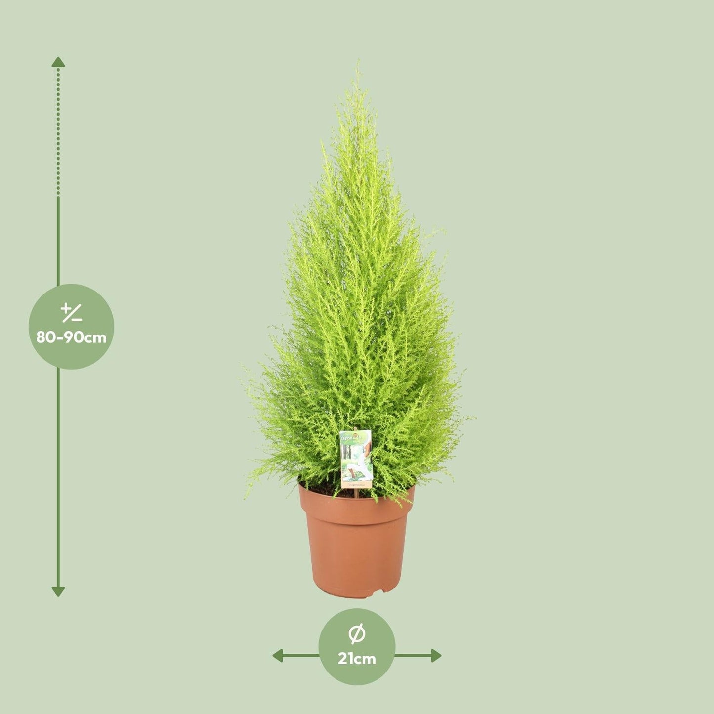 Cupressus Goldcrest 'Wilma' – Zeder – Zimmer- & Gartenpflanze – Ø21 cm Topf – Ca. 90 cm hoch – Pflegeleichte Immergrüne mit zitronigem Duft – Für Innen & geschützten Außenbereich