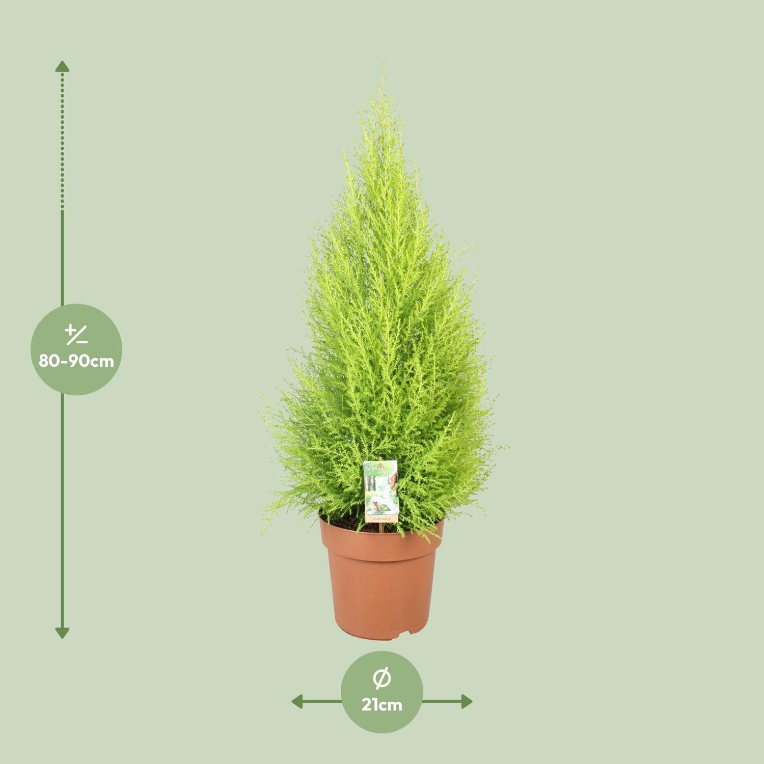 Cupressus Goldcrest 'Wilma' – Zeder – Zimmer- & Gartenpflanze – Ø21 cm Topf – Ca. 90 cm hoch – Pflegeleichte Immergrüne mit zitronigem Duft – Für Innen & geschützten Außenbereich