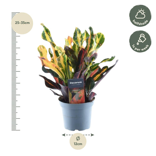 Wunderstrauch – Codiaeum variegatum 'Mammi' – Zimmerpflanze – ca. 30 cm hoch – Topf Ø12 cm – Farbiges Laub – Pflegeleicht