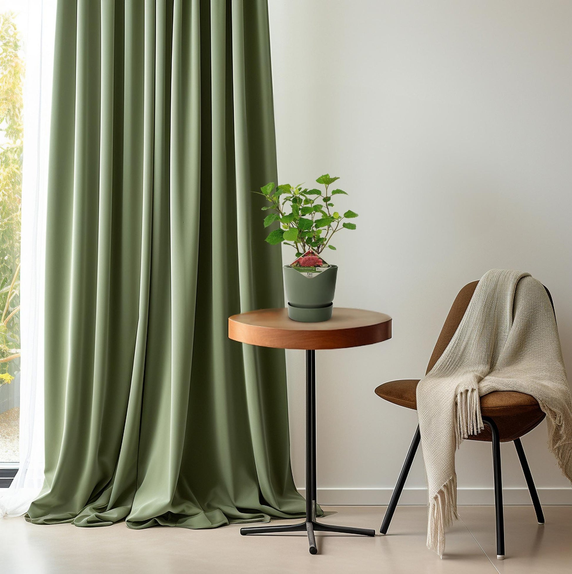 Ballhortensie 'Pink Annabelle' – Hydrangea arborescens – Zimmerpflanze – Ø19cm – ↕30cm – Rosa Blütenpracht für Innenräume