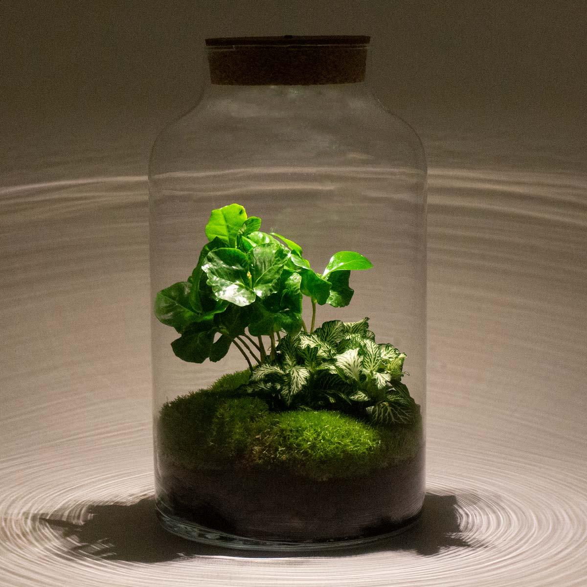 Flaschengarten - DIY Bausatz - Terrarium - Milky Coffea mit LED - ↕31cm
