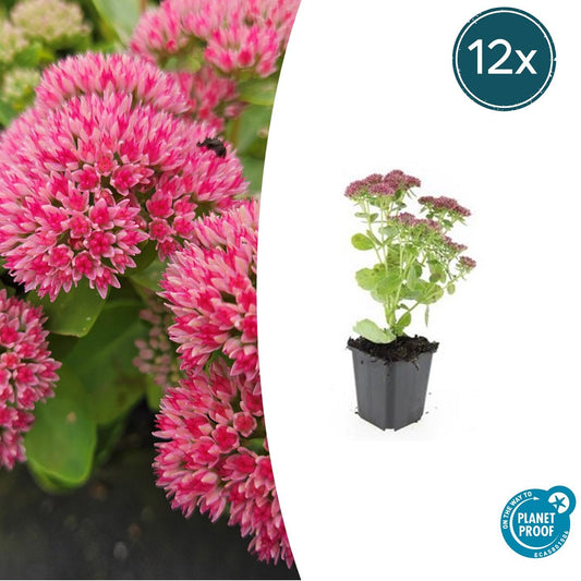 Hohes-Fettblatt Sedum 'Herbstfreude' – ↕10-25cm – Ø9cm – 12 Pflanzen – Winterhart – Trockenheitstolerant – Bienenfreundlich – Spätsommerblüte