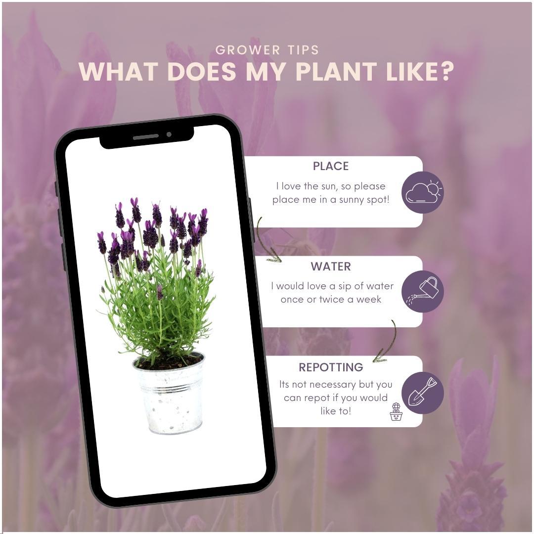 Französischer Lavendel Lavandula stoechas Anouk – 3 Pflanzen im Dekotopf „Old Look“ – Ø13cm Topf – Winterharter Schopflavendel mit violetten Blüten – Duftende Lavendelpflanze für Balkon, Terrasse & Garten