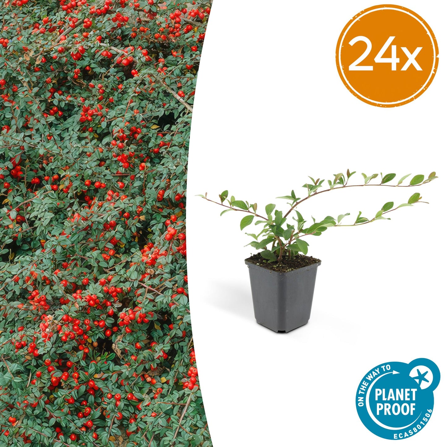 Cotoneaster dammeri 'Major' – Winterharter Bodendecker – 24 Pflanzen – ↕25cm – Ø9cm – Flachwachsend & pflegeleicht
