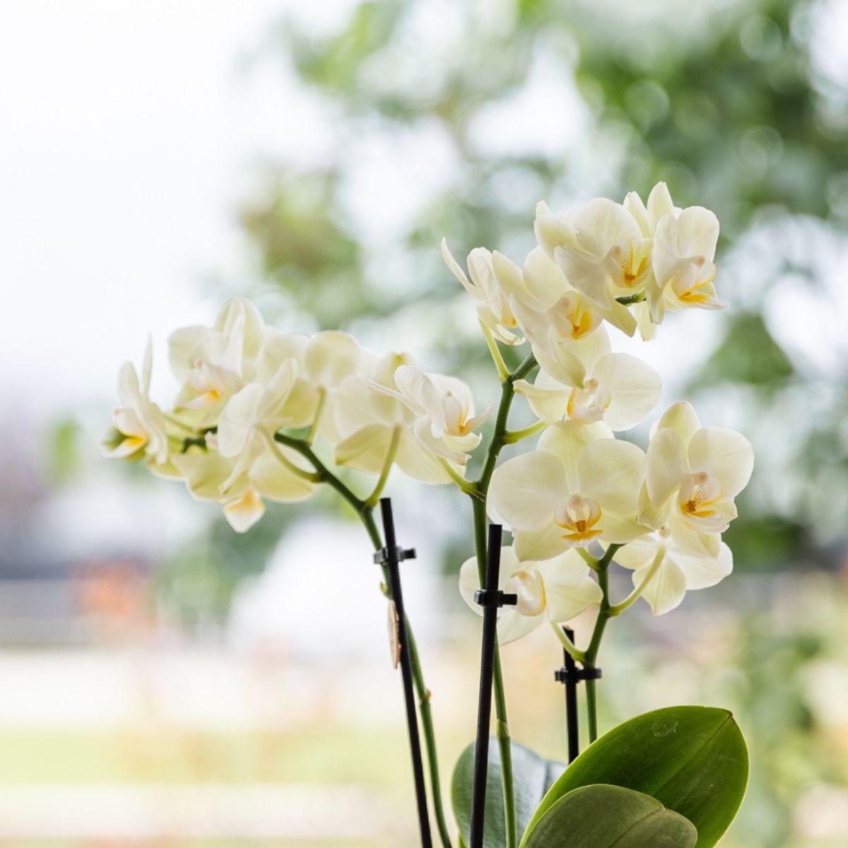 Grüne Pflanzen mit gelber Phalaenopsis-Orchidee in gelben Simplicity-Übertopfen auf einem Bambustablett