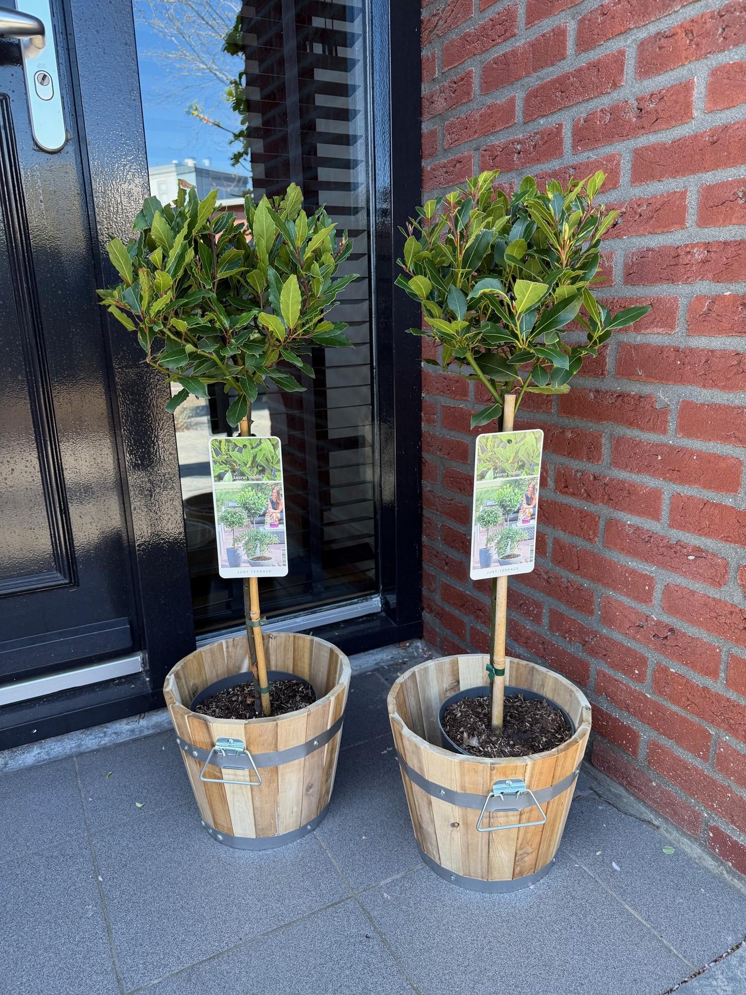 Laurus nobilis Stamm-Pflanze â ImmergrĂŒner Lorbeerbaum â Pflegeleicht â Ă19 cm â Höhe ca. 90 cm â Mediterranes Flair fĂŒr Terrasse & BalkonÂ