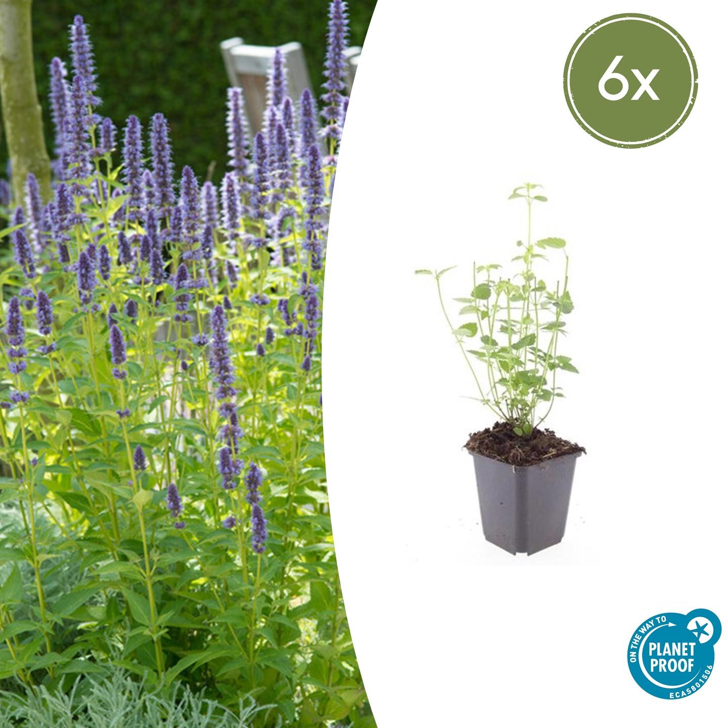 Asiatische Duftnessel - Agastache 'Black Adder' - ↕10-25cm - Ø9cm - 6 Stück
