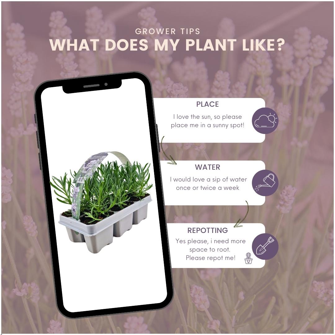 Echter Lavendel angustifolia White – 24 Pflanzen – Ø7cm - ca. 15cm hoch – Mehrjähriger, weiß blühender Lavendel – Duftend, winterhart & pflegeleicht