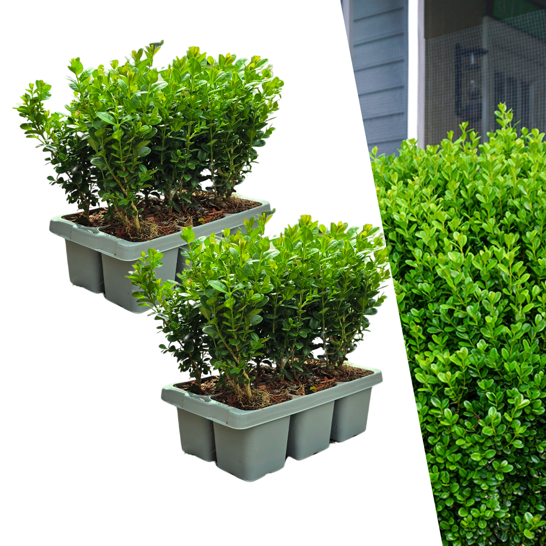 Buchsbaum – Buxus NewGen Freedom – 12 Pflanzen – Ø7 cm Topf – ca. 15 cm hoch – winterhart & pilzresistent – ideal für Hecken & Formschnitt