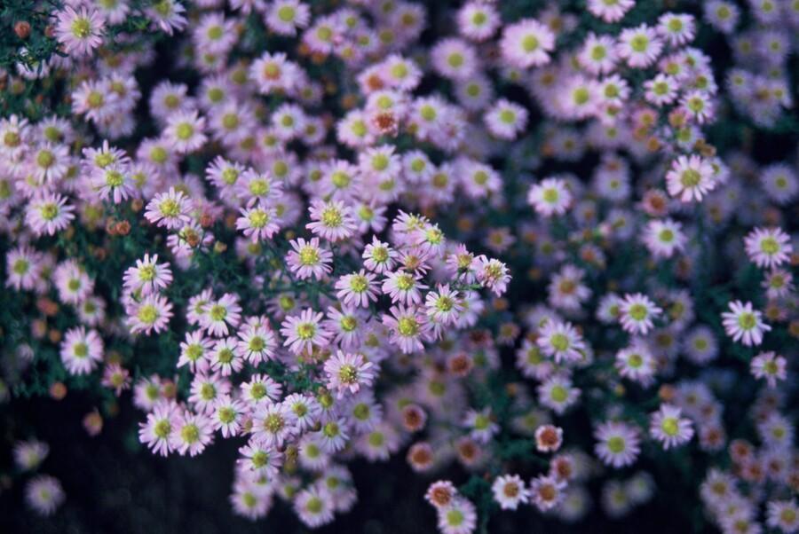 Aster ageratoides 'Stardust' – 48 Pflanzen – ↕10-25cm – Ø9cm – Herbstblüher – Weiß mit gelbem Zentrum – Bienen- & Schmetterlingsfreundlich – Pflegeleicht – Sonne bis Halbschatten
