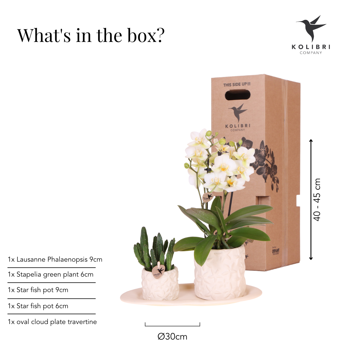 Pflanzenset – Weiße Phalaenopsis Orchidee Lausanne & Sukkulente – Keramik-Ziertöpfe auf weißem Tablett – Zimmerpflanze – Ø9 cm