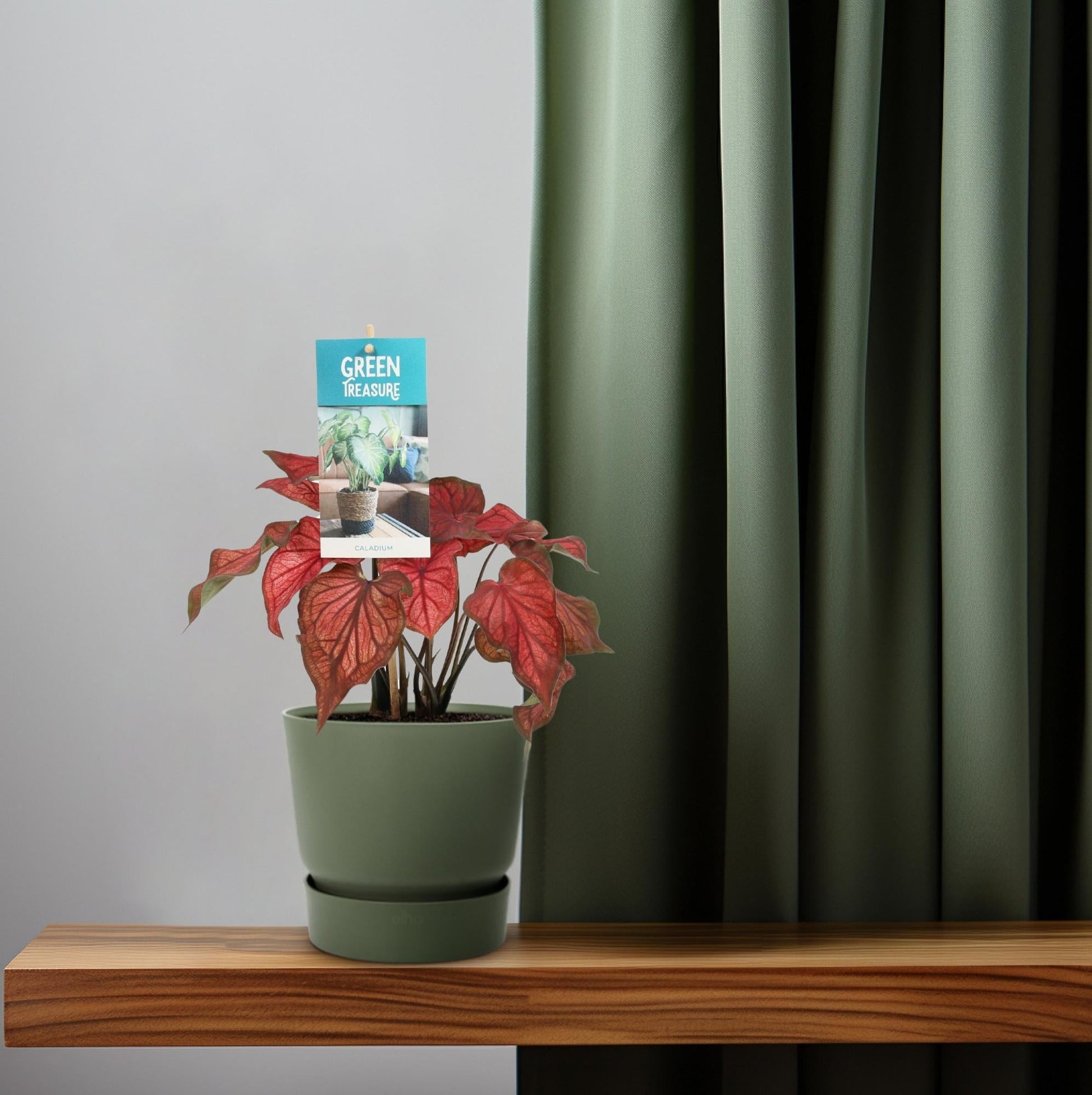 Caladium Rot – Angel Wings – Ø12cm – ↕25cm – Tropische Zimmerpflanze mit roten Blättern – Pflegeleicht & dekorativ – Für halbschattige Standorte