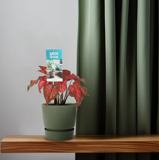 Caladium Rot – Angel Wings – Ø12cm – ↕25cm – Tropische Zimmerpflanze mit roten Blättern – Pflegeleicht & dekorativ – Für halbschattige Standorte