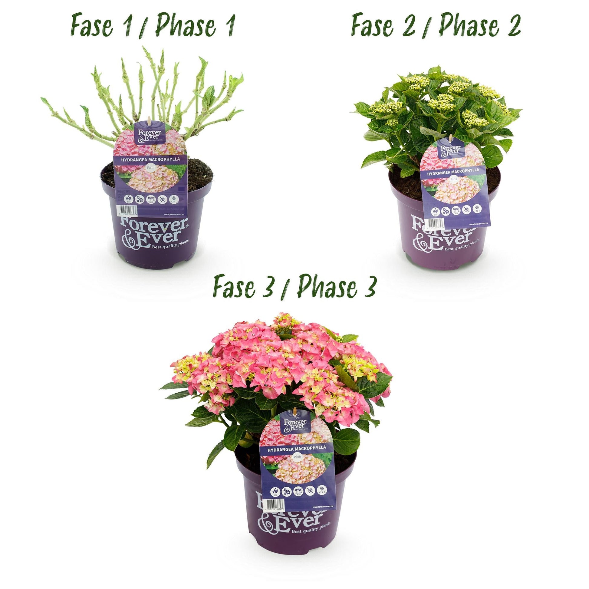 Hortensie Forever & Ever – Rosa – 2 Pflanzen – Hydrangea macrophylla – 23 cm – Ca. 55 cm hoch – 7–12 Blüten – Langanhaltende Blüte – Für Beet, Balkon & Terrasse