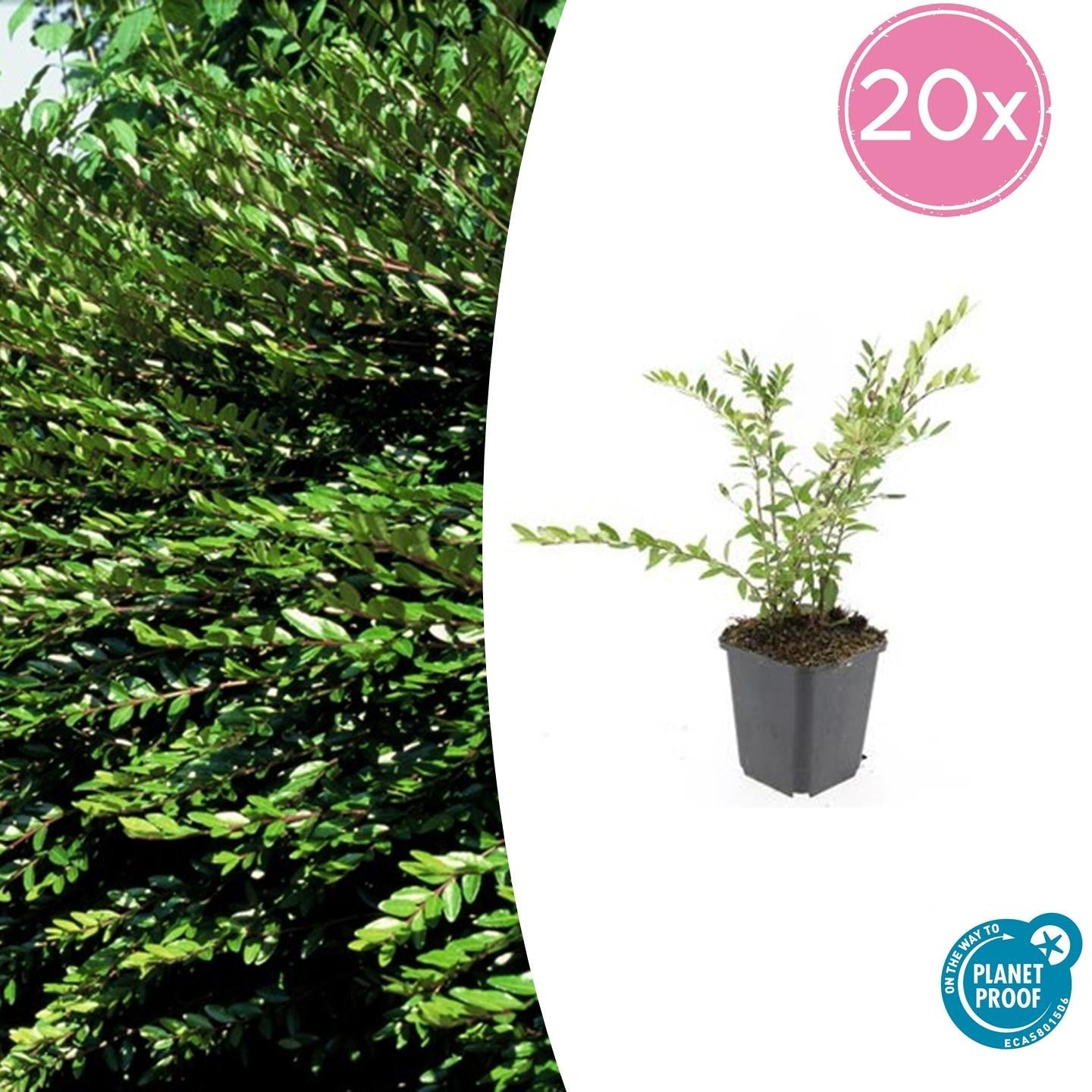 Immergrüne Kriech-Heckenkirsche Lonicera pileata – ↕10-25cm – Ø9cm – 20 Pflanzen – Zwerg-Geißblatt – Schnellwachsend & pflegeleicht – Immergrün & bienenfreundlich