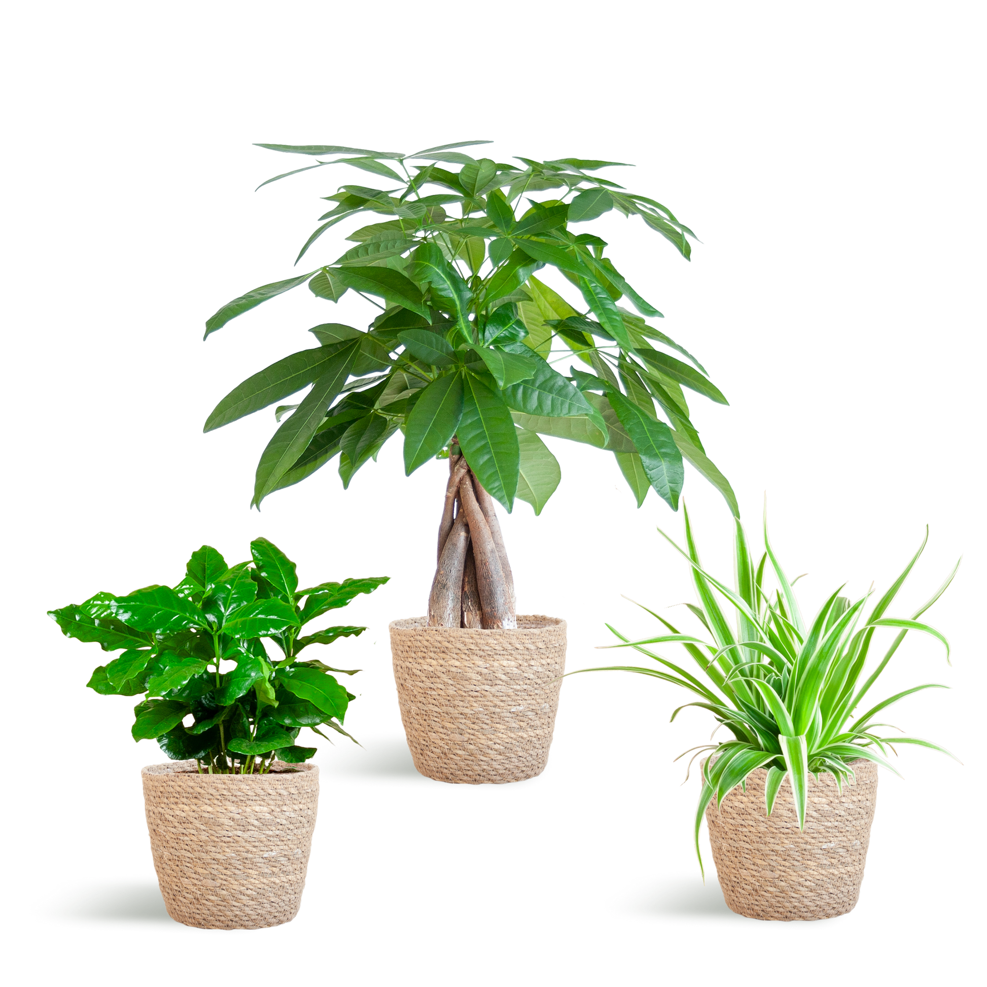 Tierfreundlicher Pflanzenkasten – Zimmerpflanzen-Mix – 3 grüne Pflanzen – Ø12 cm – Korb Sofia Natur – ungiftig für Katzen, Hunde & Kinder