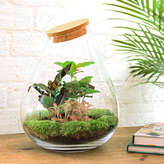 Flaschengarten Drop XL – Rot – Do-it-yourself Terrarium mit Korkdeckel – Ø29 cm x H37 cm – DIY-Pflanzset mit Coffea Arabica, Calathea & Fittonia – Autarkes Ökosystem – Nachhaltiges Geschenk