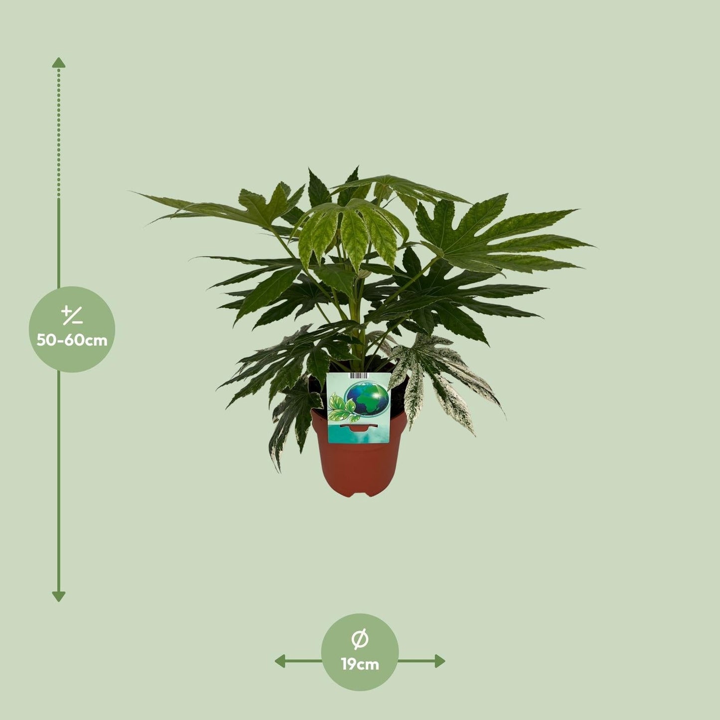 Weiß-Bunte Zimmeraralie Fatsia Japonica Variegata Spiderweb – Zimmerpflanze – Ø19cm – ↕60cm – Immergrüne Zierpflanze mit panaschiertem Laub – Pflegeleicht & halbschattentauglich