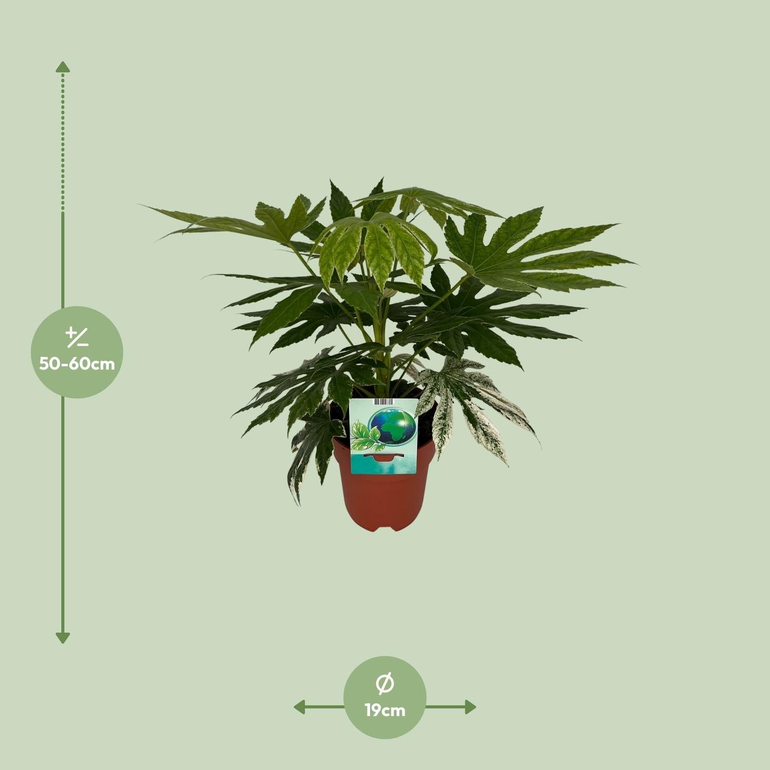 Weiß-Bunte Zimmeraralie Fatsia Japonica Variegata Spiderweb – Zimmerpflanze – Ø19cm – ↕60cm – Immergrüne Zierpflanze mit panaschiertem Laub – Pflegeleicht & halbschattentauglich