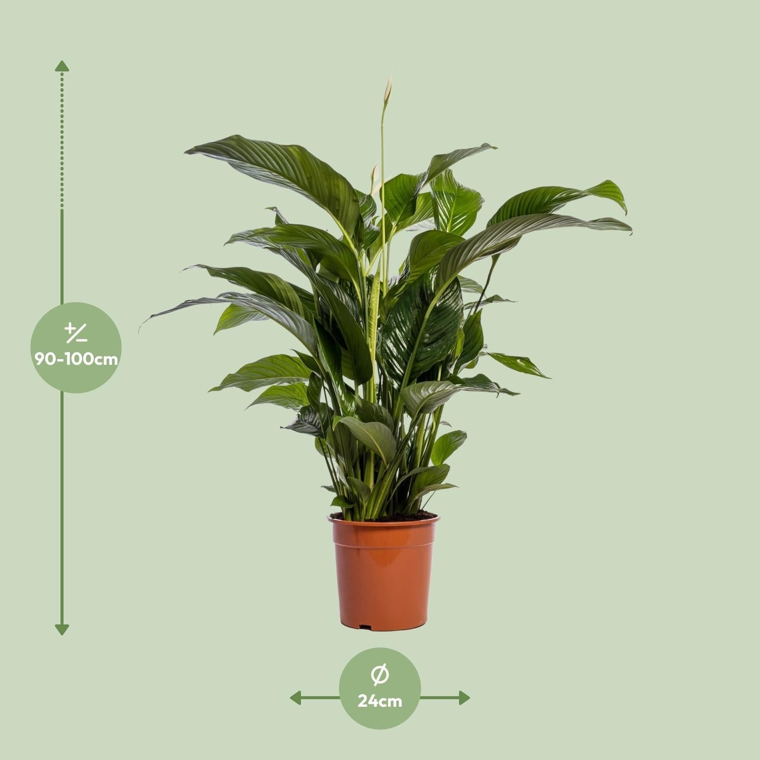 Einblatt – Spathiphyllum Bellini – Zimmerpflanze – Ø24 cm – ↕100 cm – Friedenslilie – Luftreinigend – Halbschatten – Pflegeleicht