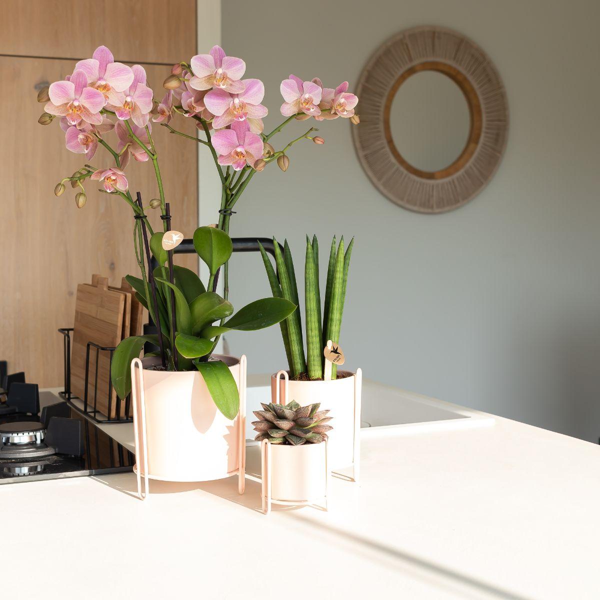 Kolibri Orchids | altrosa Phalaenopsis-Orchidee - Jewel Treviso - Topfgröße Ø9cm | blühende Zimmerpflanze - frisch vom Züchter